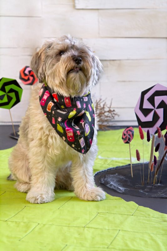 Spookie-'n-Witchy-Bandana-1-fabric-collection-agfstudio