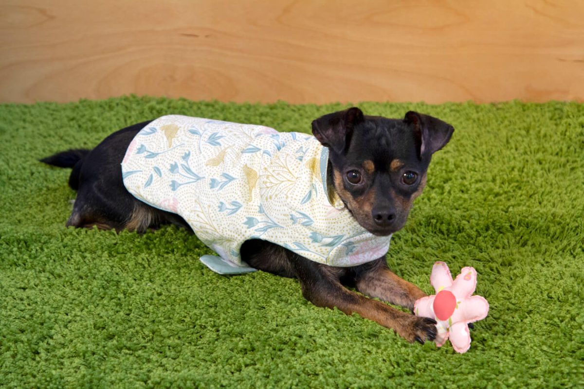 Spring-Equinox-Dog-Vest-fabric-collection-katie-oshea